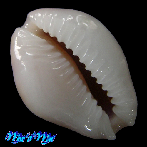 Cypraea acicularis marcuscoltroi (Petuch, 2015) - Imagem 2