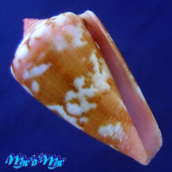 Conus cf. archetypus archetypus Crossé, 1865