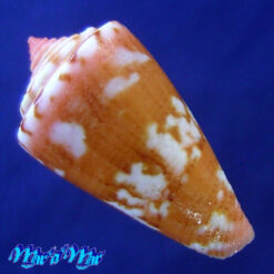 Alternative view of Conus cf. archetypus archetypus Crossé, 1865