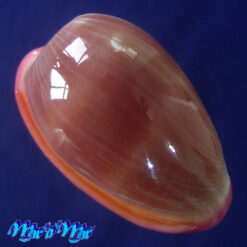 Alternative view of Bullata lilacina (Sowerby, 1846)