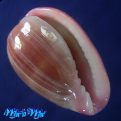 Bullata lilacina (Sowerby, 1846)