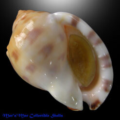 Semicassis labiata iheringi (Carcelles, 1953)