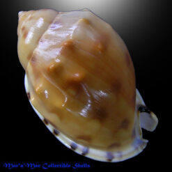 Alternative view of Semicassis labiata iheringi (Carcelles, 1953)