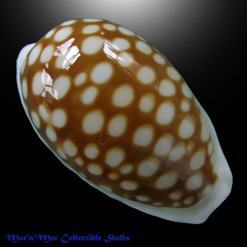 Cypraea (Cribrarula) cribraria comma setepaulensis Bozetti, 2016