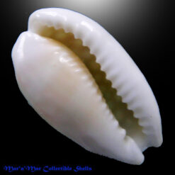 Alternative view of Cypraea (Cribrarula) cribraria comma setepaulensis Bozetti, 2016