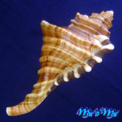 Alternative view of Cymatium raderi D'attilio & Meyers, 1984