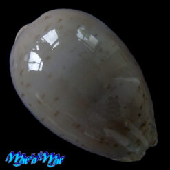 Cypraea (Luria) cinerea brasiliensis L. H., 1993