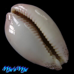 Alternative view of Cypraea (Luria) cinerea brasiliensis L. H., 1993