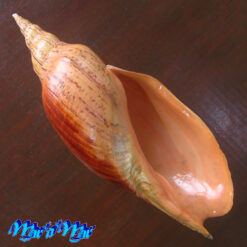 Adelomelon beckii (Broderip, 1836)