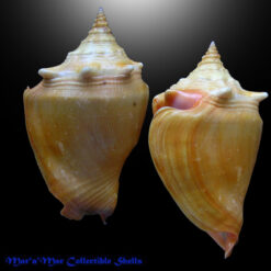 Alternative view of Strombus pugilis worki Petuch, 1993