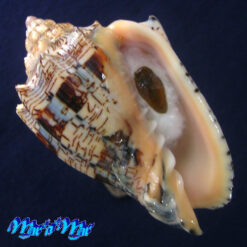 Voluta ebraea Linnaeus, 1758