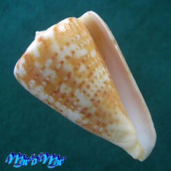 Conus clenchi Martens, 1943