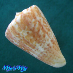 Alternative view of Conus clenchi Martens, 1943