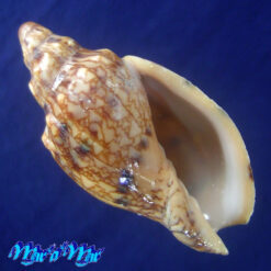 Odontocymbiola americana (Reeve, 1846)