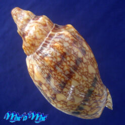 Alternative view of Odontocymbiola americana (Reeve, 1846)