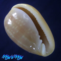 Bullata largillierti (Kiener, 1834)