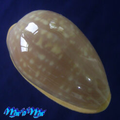 Alternative view of Bullata largillierti (Kiener, 1834)