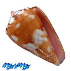 Conus mauricioi Coltro, 2004