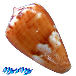 Alternative view of Conus baiano Coltro, 2004