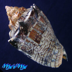 Alternative view of Voluta ebraea Linnaeus, 1758