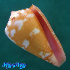 Conus baiano Coltro, 2004