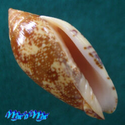 Plicoliva zelindae (Petuch, 1979)