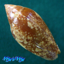 Alternative view of Plicoliva zelindae (Petuch, 1979)