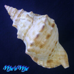 Alternative view of Charonia marylenae Petuch & Berschauer, 2020