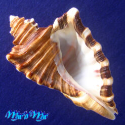 Cymatium raderi D'attilio & Meyers, 1984