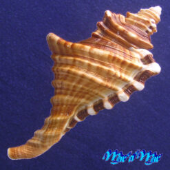 Alternative view of Cymatium raderi D'attilio & Meyers, 1984