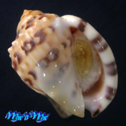 Semicassis labiata iheringi (Carcelles, 1953)