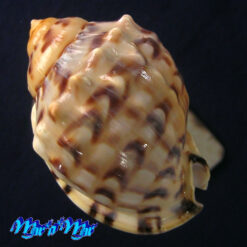 Alternative view of Semicassis labiata iheringi (Carcelles, 1953)