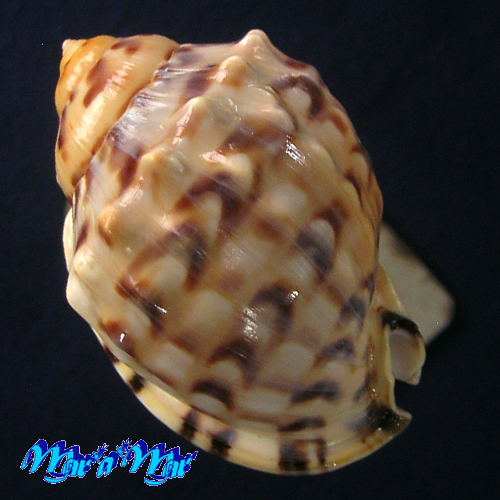 Semicassis labiata iheringi (Carcelles, 1953) - Imagem 2