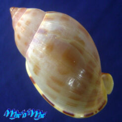 Alternative view of Casmaria atlantica Clench, 1944