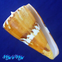 Conus riosi Petuch, 1986