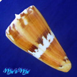 Alternative view of Conus riosi Petuch, 1986