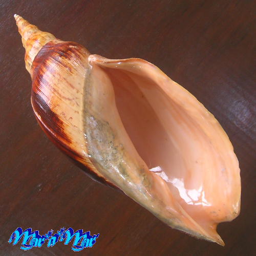 Adelomelon beckii (Broderip, 1836)