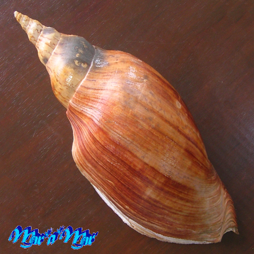 Adelomelon beckii (Broderip, 1836) - Image 3