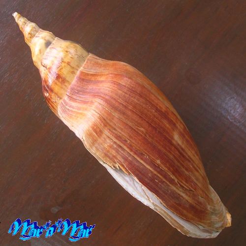 Adelomelon beckii (Broderip, 1836) - Image 2