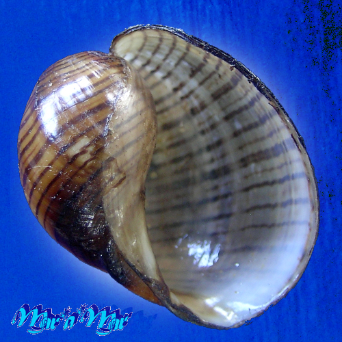 Hydatina vesicaria (Lightfoot, 1786)