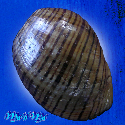 Alternative view of Hydatina vesicaria (Lightfoot, 1786)