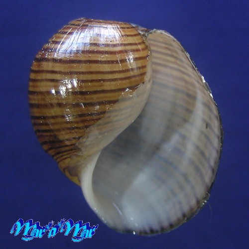 Hydatina vesicaria (Lightfoot, 1786)