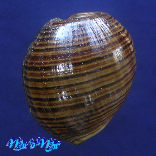 Alternative view of Hydatina vesicaria (Lightfoot, 1786)