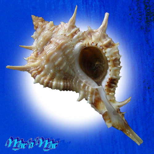 Siratus carolynae (Vokes, 1990)