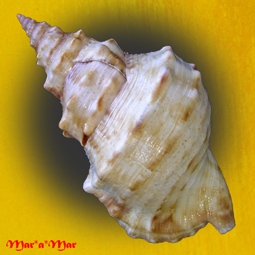 Alternative view of Charonia marylenae Petuch & Berschauer, 2020