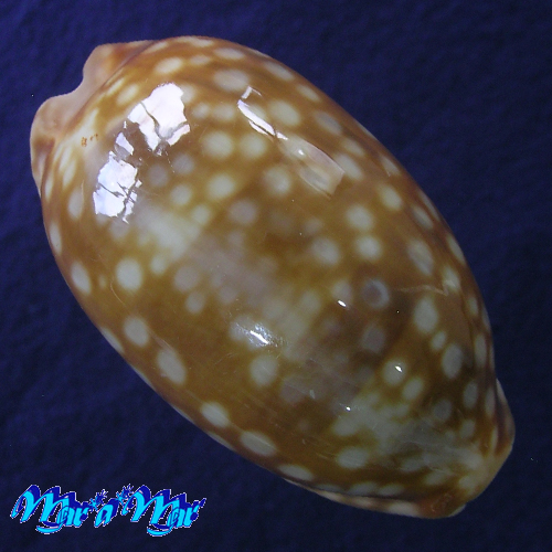 Macrocypraea zebra Linnaeus, 1778