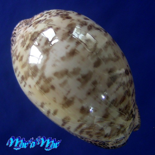 Cypraea (Luria) cinerea brasiliensis L. H., 1993