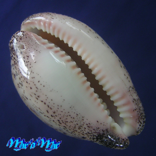 Alternative view of Cypraea (Luria) cinerea brasiliensis L. H., 1993