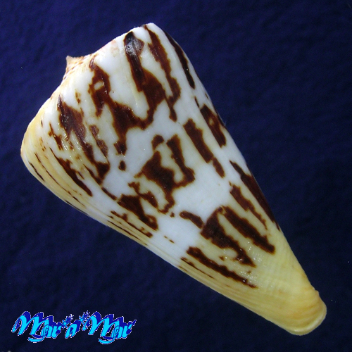 Alternative view of Conus centurio Born, 1778