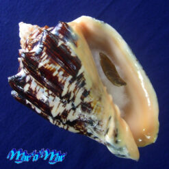 Voluta ebraea Linnaeus, 1758